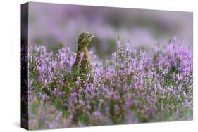 Red grouse in the heather, Scotland, United Kingdom, Europe-Karen Deakin-Stretched Canvas