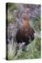 Red Grouse (Lagopus Lagopus) Male, in Heather, County Durham, England, United Kingdom, Europe-Ann and Steve Toon-Stretched Canvas