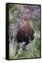 Red Grouse (Lagopus Lagopus) Male, in Heather, County Durham, England, United Kingdom, Europe-Ann and Steve Toon-Framed Stretched Canvas