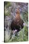 Red Grouse (Lagopus Lagopus) Male, in Heather, County Durham, England, United Kingdom, Europe-Ann and Steve Toon-Stretched Canvas