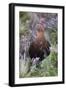 Red Grouse (Lagopus Lagopus) Male, in Heather, County Durham, England, United Kingdom, Europe-Ann and Steve Toon-Framed Premium Photographic Print