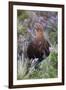 Red Grouse (Lagopus Lagopus) Male, in Heather, County Durham, England, United Kingdom, Europe-Ann and Steve Toon-Framed Photographic Print