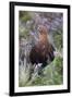 Red Grouse (Lagopus Lagopus) Male, in Heather, County Durham, England, United Kingdom, Europe-Ann and Steve Toon-Framed Photographic Print