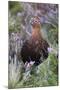 Red Grouse (Lagopus Lagopus) Male, in Heather, County Durham, England, United Kingdom, Europe-Ann and Steve Toon-Mounted Photographic Print