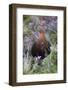 Red Grouse (Lagopus Lagopus) Male, in Heather, County Durham, England, United Kingdom, Europe-Ann and Steve Toon-Framed Photographic Print