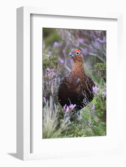 Red Grouse (Lagopus Lagopus) Male, in Heather, County Durham, England, United Kingdom, Europe-Ann and Steve Toon-Framed Photographic Print