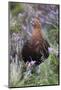 Red Grouse (Lagopus Lagopus) Male, in Heather, County Durham, England, United Kingdom, Europe-Ann and Steve Toon-Mounted Photographic Print