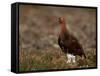 Red Grouse (Lagopus Lagopus), North Yorkshire, Yorkshire, England, United Kingdom-Steve & Ann Toon-Framed Stretched Canvas