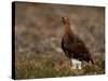 Red Grouse (Lagopus Lagopus), North Yorkshire, Yorkshire, England, United Kingdom-Steve & Ann Toon-Stretched Canvas