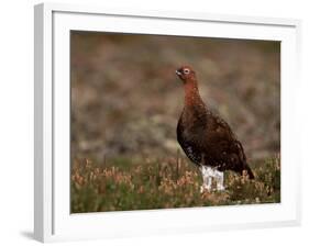 Red Grouse (Lagopus Lagopus), North Yorkshire, Yorkshire, England, United Kingdom-Steve & Ann Toon-Framed Photographic Print