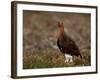 Red Grouse (Lagopus Lagopus), North Yorkshire, Yorkshire, England, United Kingdom-Steve & Ann Toon-Framed Photographic Print