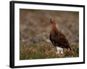 Red Grouse (Lagopus Lagopus), North Yorkshire, Yorkshire, England, United Kingdom-Steve & Ann Toon-Framed Photographic Print