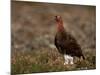 Red Grouse (Lagopus Lagopus), North Yorkshire, Yorkshire, England, United Kingdom-Steve & Ann Toon-Mounted Photographic Print