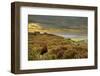 Red Grouse (Lagopus Lagopus Scoticus) on Heather Moorland, Peak District Np, UK, September 2011-Ben Hall-Framed Photographic Print