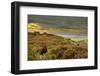 Red Grouse (Lagopus Lagopus Scoticus) on Heather Moorland, Peak District Np, UK, September 2011-Ben Hall-Framed Photographic Print