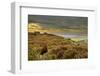 Red Grouse (Lagopus Lagopus Scoticus) on Heather Moorland, Peak District Np, UK, September 2011-Ben Hall-Framed Photographic Print