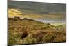 Red Grouse (Lagopus Lagopus Scoticus) on Heather Moorland, Peak District Np, UK, September 2011-Ben Hall-Mounted Photographic Print