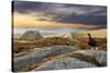 Red Grouse (Lagopus Lagopus Scoticus) on Heather Moorland, Peak District Np, UK, September-Ben Hall-Stretched Canvas