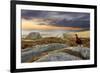 Red Grouse (Lagopus Lagopus Scoticus) on Heather Moorland, Peak District Np, UK, September-Ben Hall-Framed Photographic Print