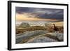 Red Grouse (Lagopus Lagopus Scoticus) on Heather Moorland, Peak District Np, UK, September-Ben Hall-Framed Photographic Print