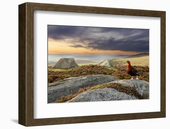 Red Grouse (Lagopus Lagopus Scoticus) on Heather Moorland, Peak District Np, UK, September-Ben Hall-Framed Photographic Print