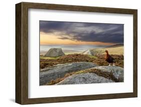 Red Grouse (Lagopus Lagopus Scoticus) on Heather Moorland, Peak District Np, UK, September-Ben Hall-Framed Photographic Print