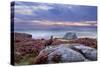 Red Grouse (Lagopus Lagopus Scoticus) on Heather Moorland, Peak District Np, UK-Ben Hall-Stretched Canvas