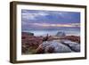 Red Grouse (Lagopus Lagopus Scoticus) on Heather Moorland, Peak District Np, UK-Ben Hall-Framed Photographic Print