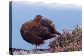 Red Grouse (Lagopus Lagopus Scoticus) Standing on Boulder with Heather, Peak District Np, UK-Ben Hall-Stretched Canvas