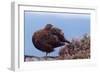 Red Grouse (Lagopus Lagopus Scoticus) Standing on Boulder with Heather, Peak District Np, UK-Ben Hall-Framed Photographic Print