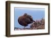 Red Grouse (Lagopus Lagopus Scoticus) Standing on Boulder with Heather, Peak District Np, UK-Ben Hall-Framed Photographic Print