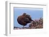 Red Grouse (Lagopus Lagopus Scoticus) Standing on Boulder with Heather, Peak District Np, UK-Ben Hall-Framed Photographic Print