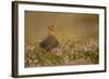 Red Grouse (Lagopus Lagopus), Yorkshire Dales, England, United Kingdom, Europe-Kevin Morgans-Framed Photographic Print