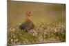 Red Grouse (Lagopus Lagopus), Yorkshire Dales, England, United Kingdom, Europe-Kevin Morgans-Mounted Photographic Print