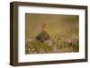 Red Grouse (Lagopus Lagopus), Yorkshire Dales, England, United Kingdom, Europe-Kevin Morgans-Framed Photographic Print