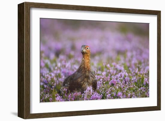 Red Grouse (Lagopus Lagopus), Yorkshire Dales, England, United Kingdom, Europe-Kevin Morgans-Framed Photographic Print