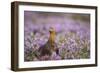 Red Grouse (Lagopus Lagopus), Yorkshire Dales, England, United Kingdom, Europe-Kevin Morgans-Framed Photographic Print