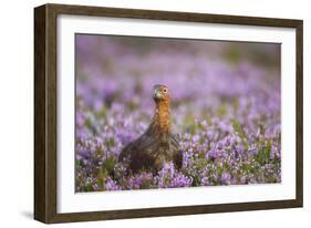 Red Grouse (Lagopus Lagopus), Yorkshire Dales, England, United Kingdom, Europe-Kevin Morgans-Framed Photographic Print