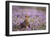 Red Grouse (Lagopus Lagopus), Yorkshire Dales, England, United Kingdom, Europe-Kevin Morgans-Framed Photographic Print