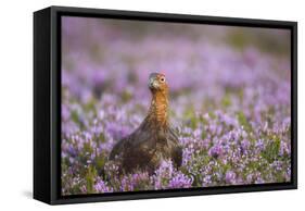 Red Grouse (Lagopus Lagopus), Yorkshire Dales, England, United Kingdom, Europe-Kevin Morgans-Framed Stretched Canvas