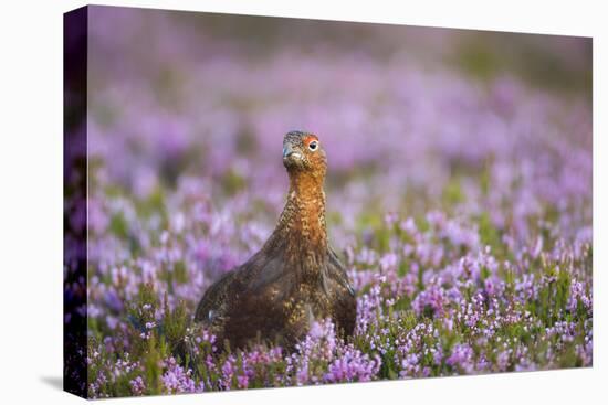 Red Grouse (Lagopus Lagopus), Yorkshire Dales, England, United Kingdom, Europe-Kevin Morgans-Stretched Canvas