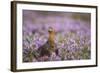 Red Grouse (Lagopus Lagopus), Yorkshire Dales, England, United Kingdom, Europe-Kevin Morgans-Framed Photographic Print