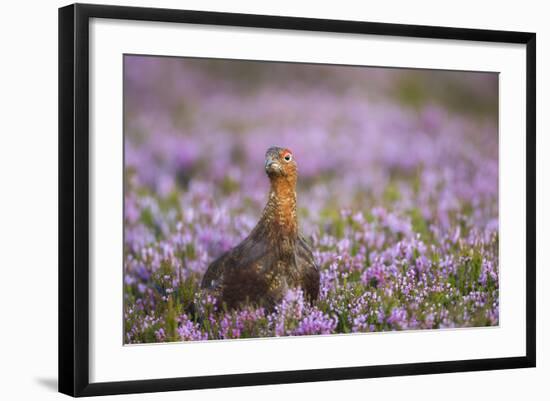 Red Grouse (Lagopus Lagopus), Yorkshire Dales, England, United Kingdom, Europe-Kevin Morgans-Framed Photographic Print