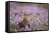 Red Grouse (Lagopus Lagopus), Yorkshire Dales, England, United Kingdom, Europe-Kevin Morgans-Framed Stretched Canvas