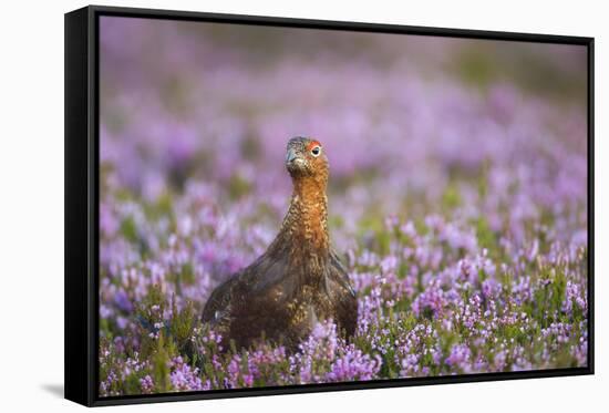 Red Grouse (Lagopus Lagopus), Yorkshire Dales, England, United Kingdom, Europe-Kevin Morgans-Framed Stretched Canvas