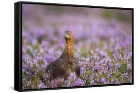 Red Grouse (Lagopus Lagopus), Yorkshire Dales, England, United Kingdom, Europe-Kevin Morgans-Framed Stretched Canvas