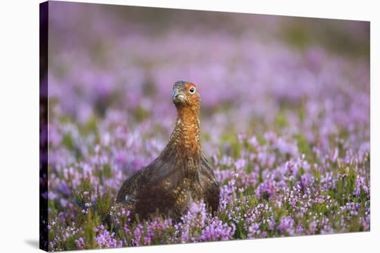 Red Grouse (Lagopus Lagopus), Yorkshire Dales, England, United Kingdom, Europe-Kevin Morgans-Stretched Canvas