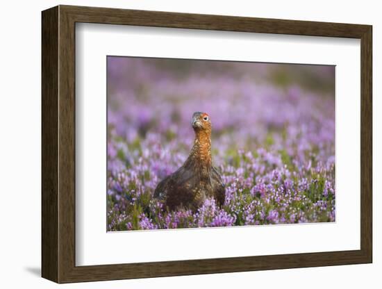 Red Grouse (Lagopus Lagopus), Yorkshire Dales, England, United Kingdom, Europe-Kevin Morgans-Framed Photographic Print