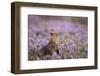 Red Grouse (Lagopus Lagopus), Yorkshire Dales, England, United Kingdom, Europe-Kevin Morgans-Framed Photographic Print