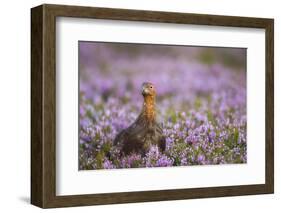 Red Grouse (Lagopus Lagopus), Yorkshire Dales, England, United Kingdom, Europe-Kevin Morgans-Framed Photographic Print